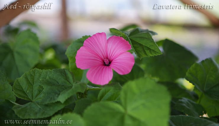 Aed rongaslill Silver Cup Lavatera trimestris
